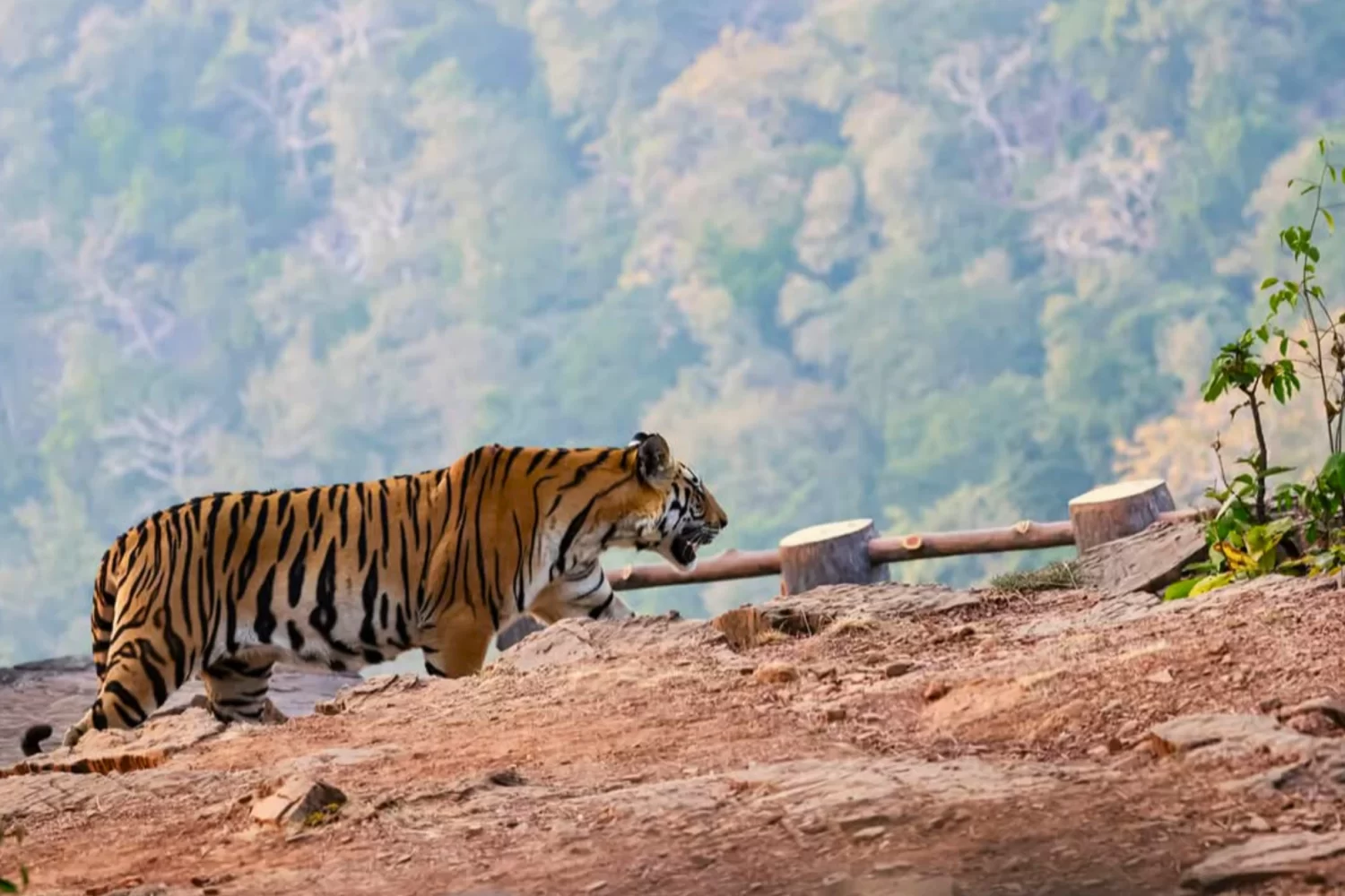 Panna National Park Tiger