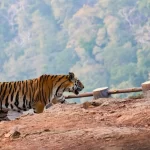 Panna National Park Tiger