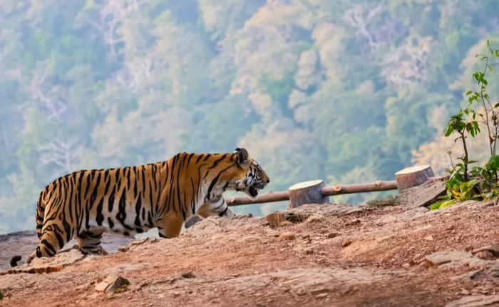 Panna National Park Tiger