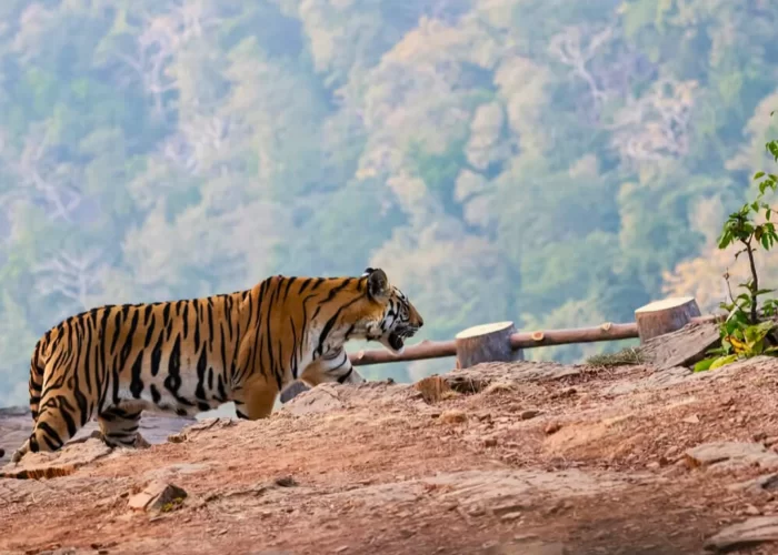 Panna National Park Tiger