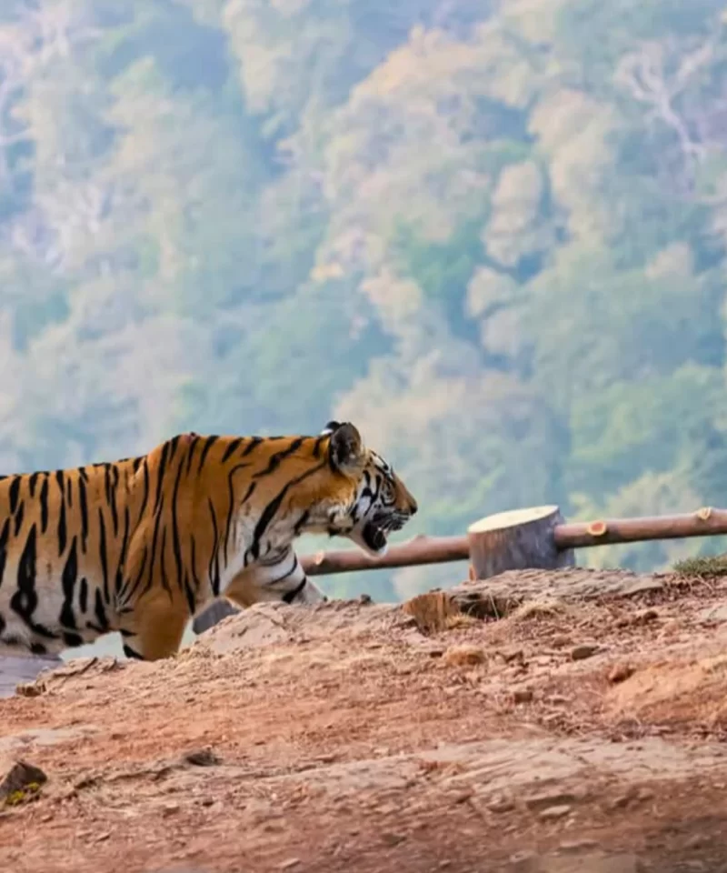 Panna National Park Tiger