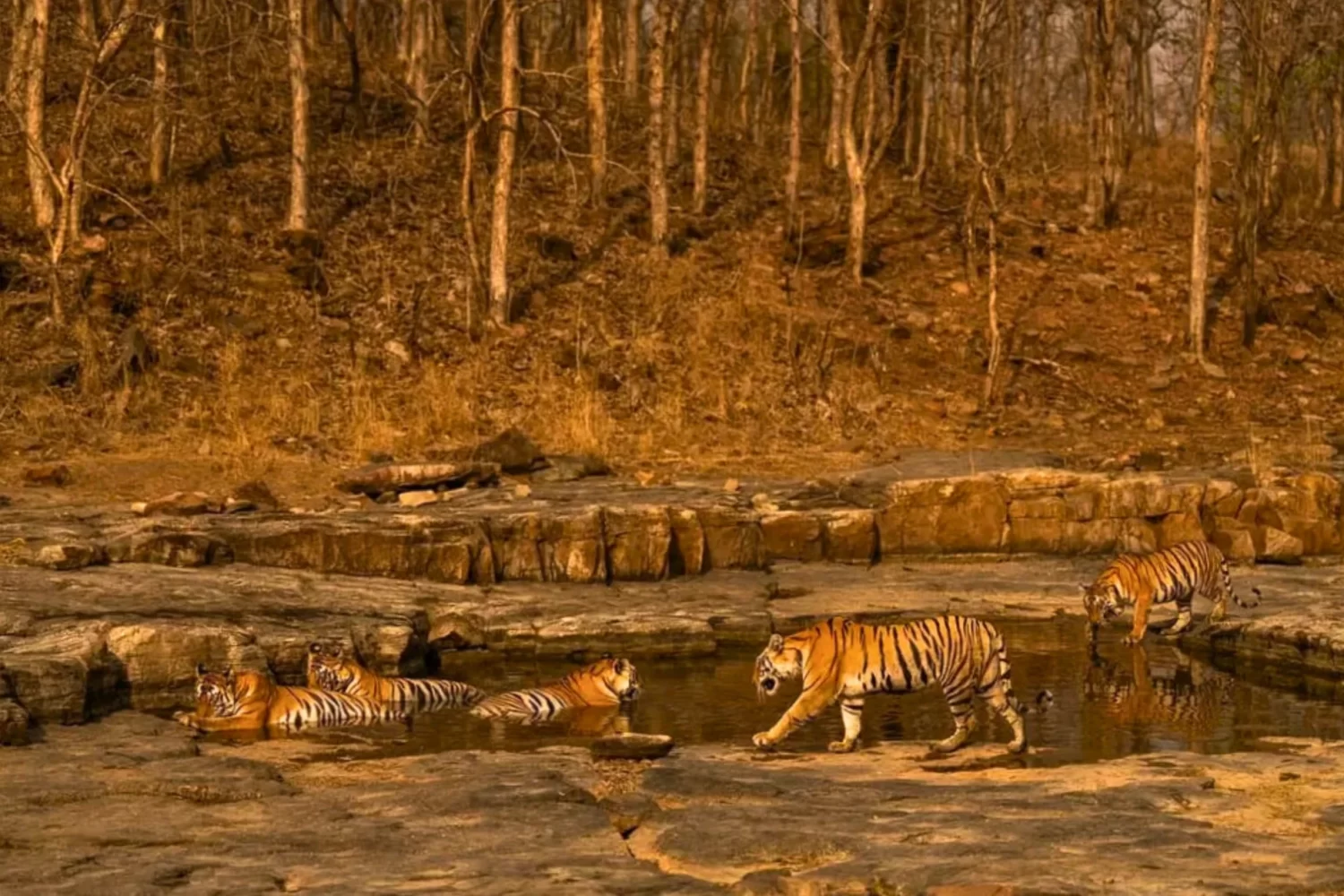 Tigers in Panna