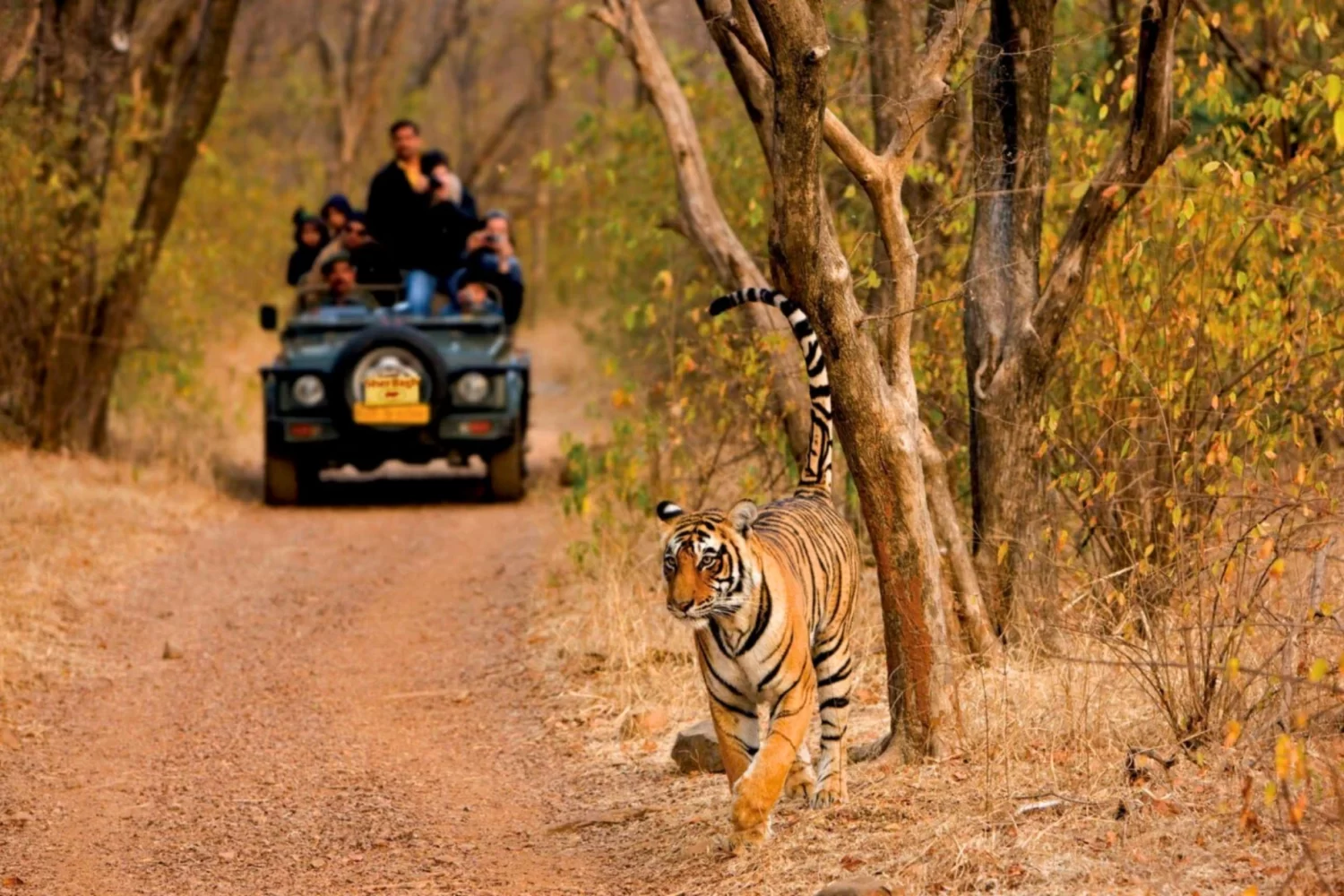 Jeep Safar in Panna