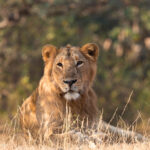 Lion Safari Gir National Park