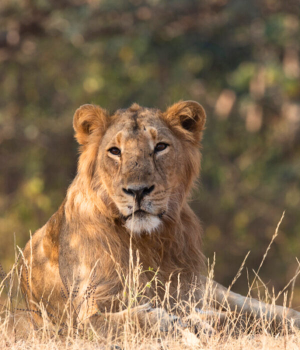 Lion Safari Gir National Park