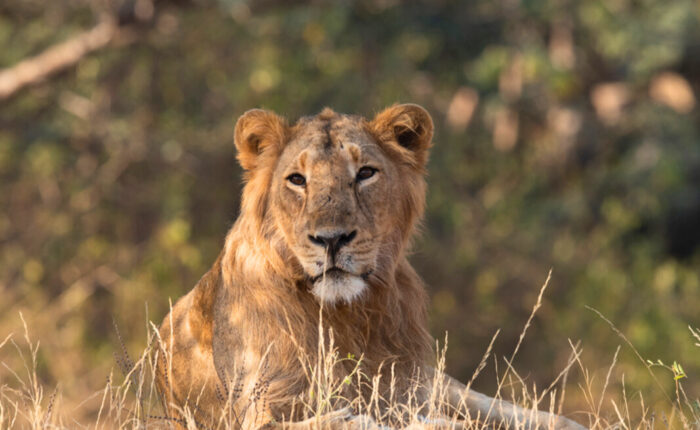 Lion Safari Gir National Park