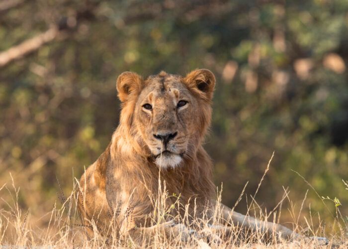 Lion Safari Gir National Park