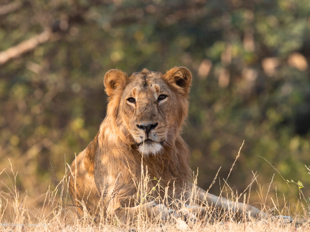 Lion Safari Gir National Park