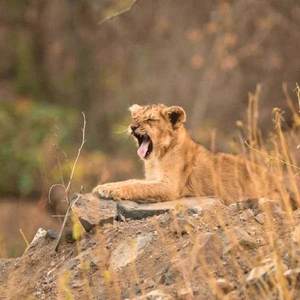 Lion Cub - Gir Forest