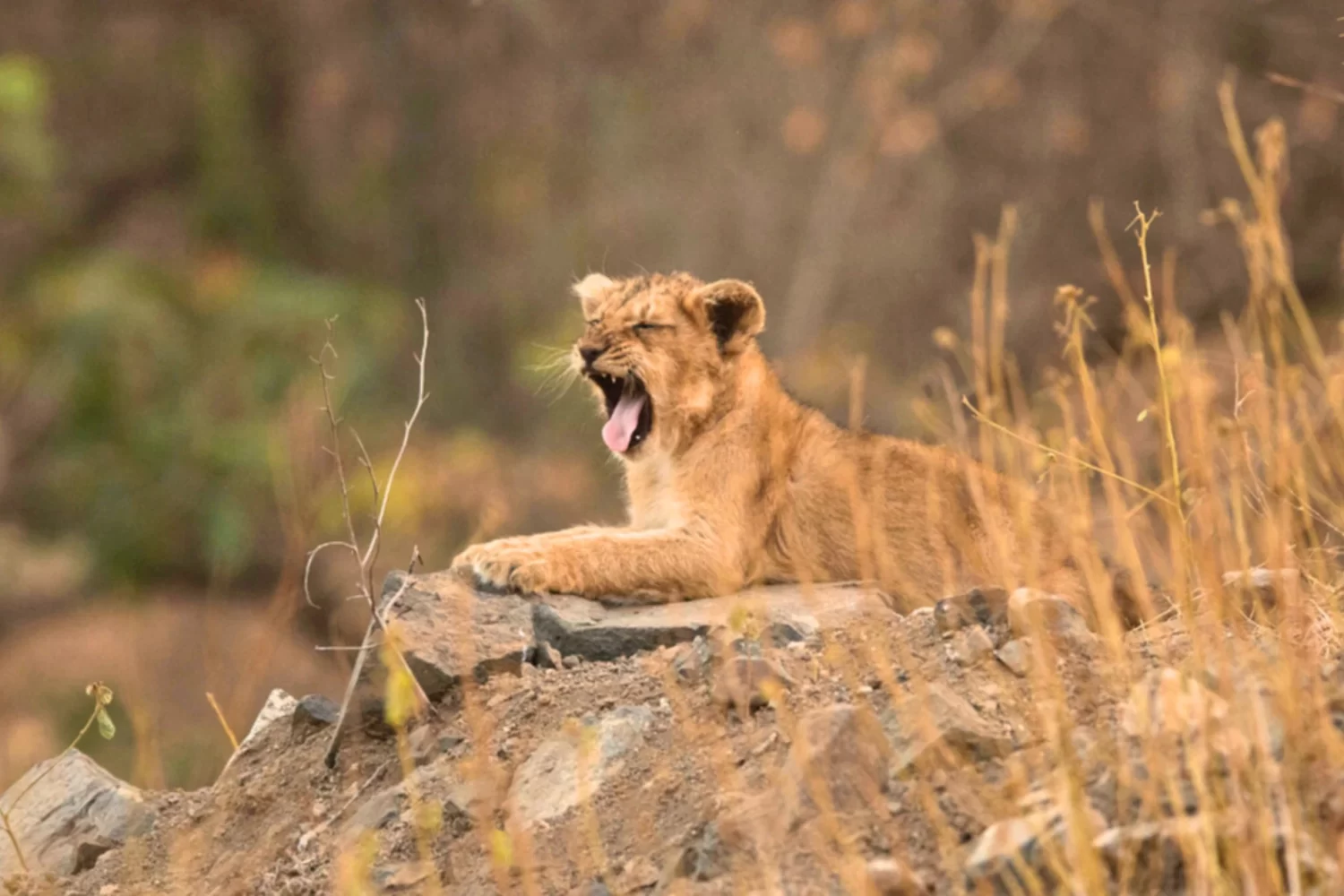 Lion Cub